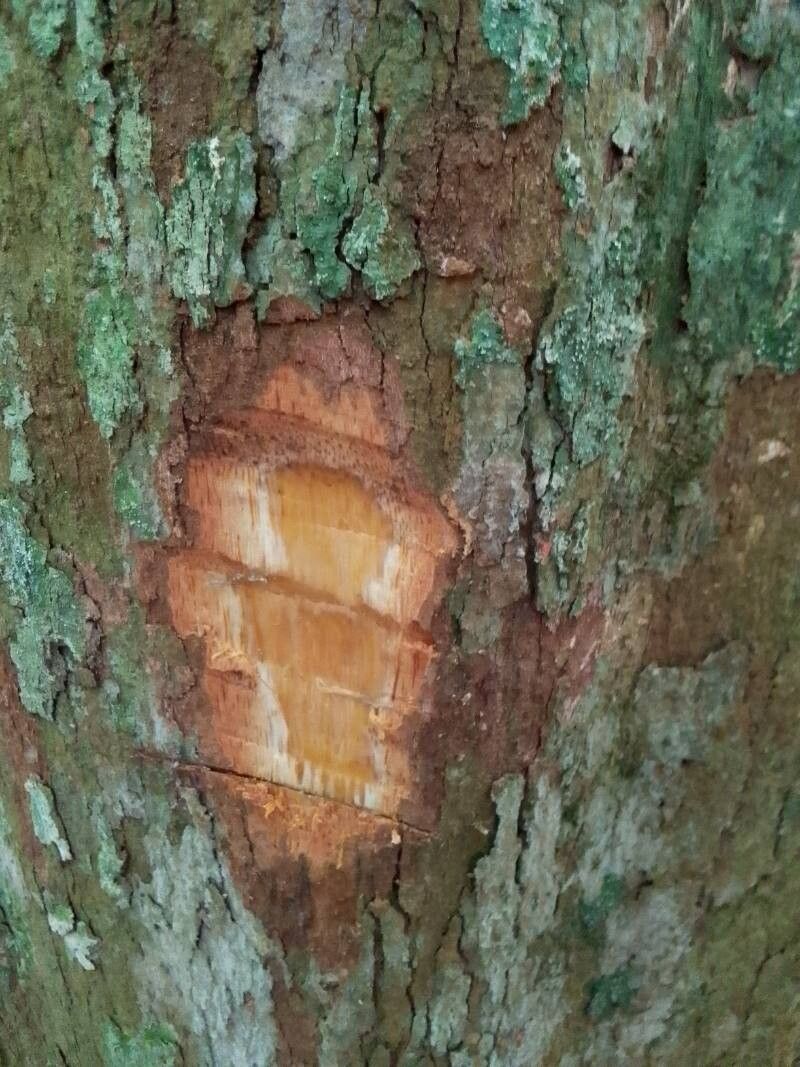 Irvingia excelsa bark