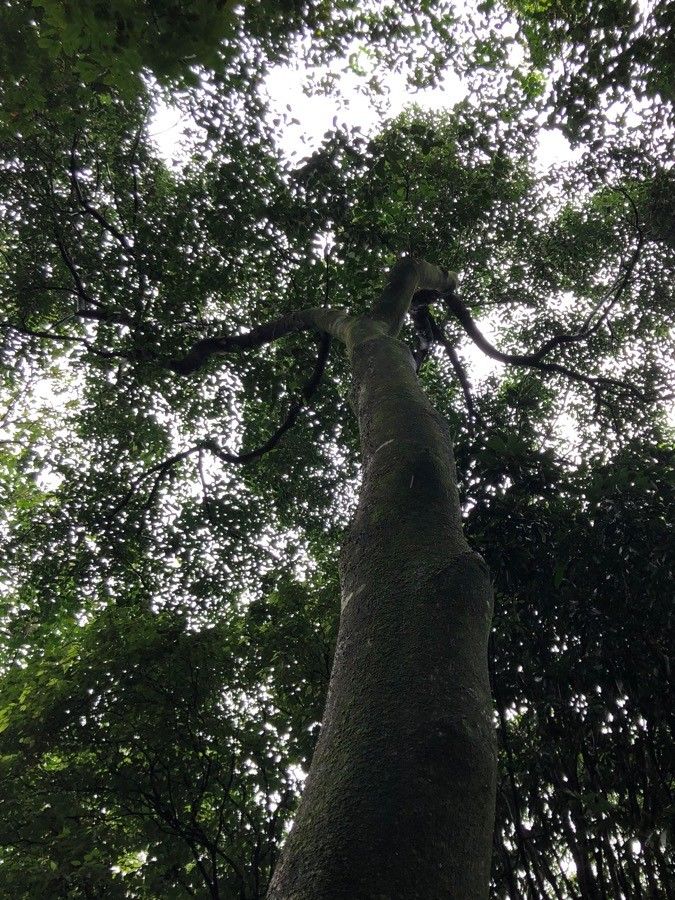 Aquilaria malaccensis habit