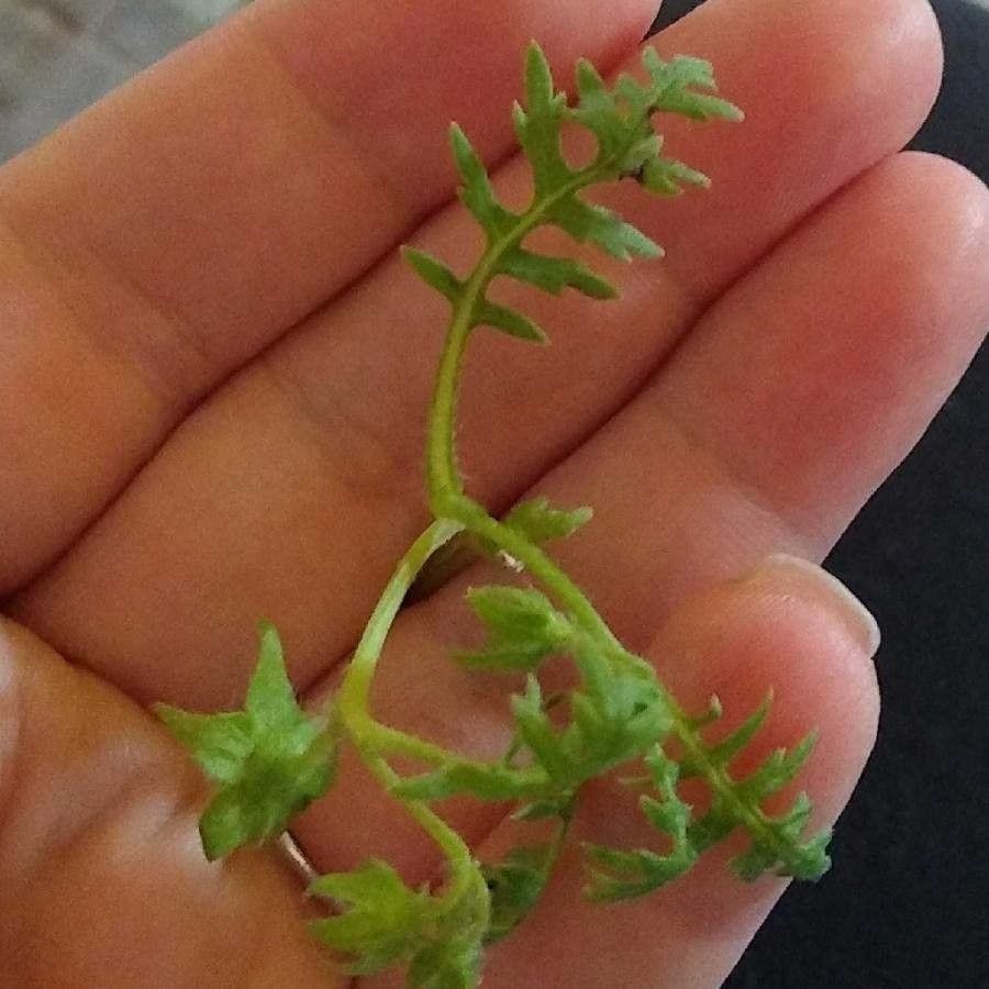 Pholistoma auritum — search result for 'Campanulaceae'