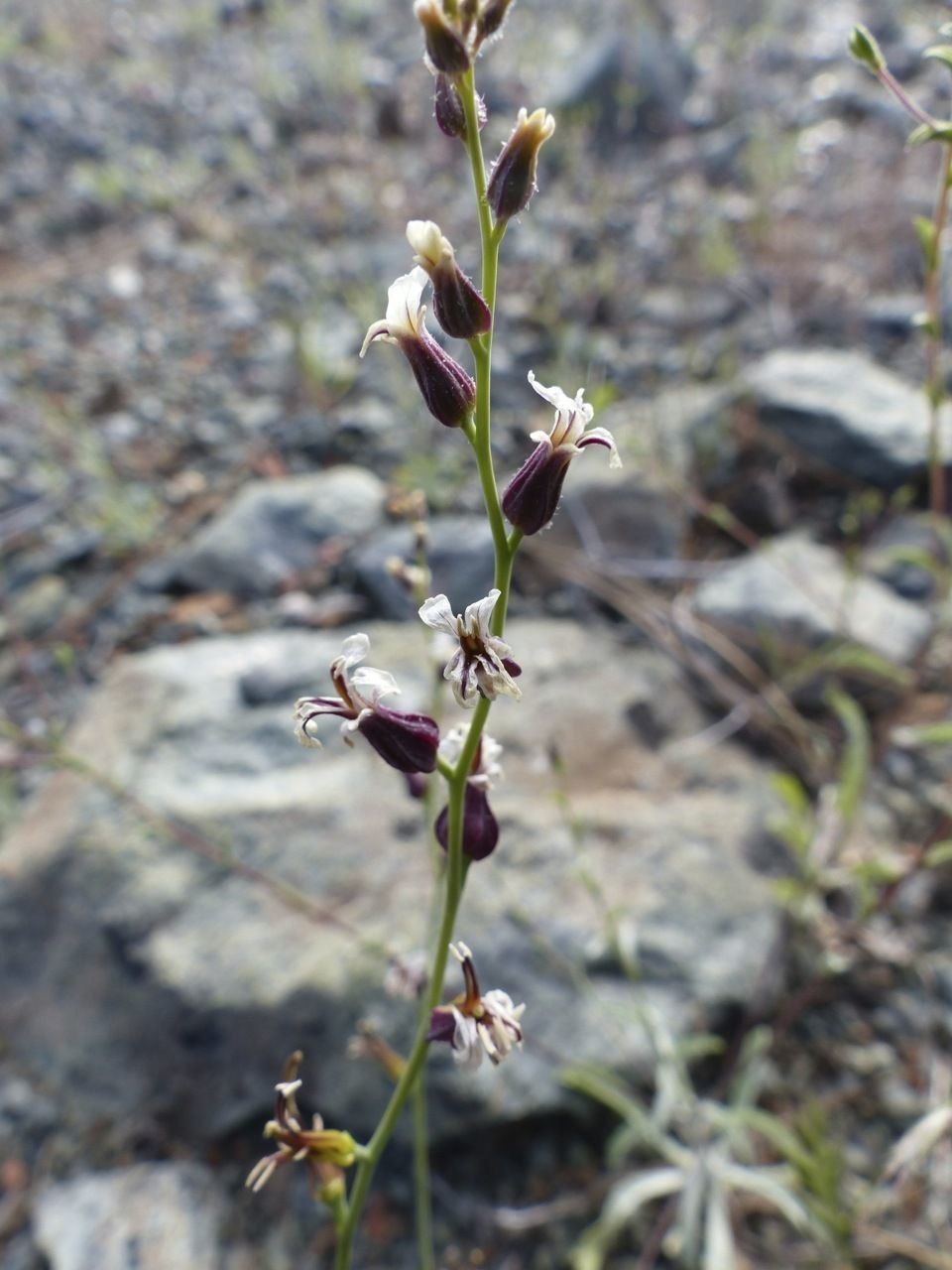 Streptanthus breweri — houseplant care guide