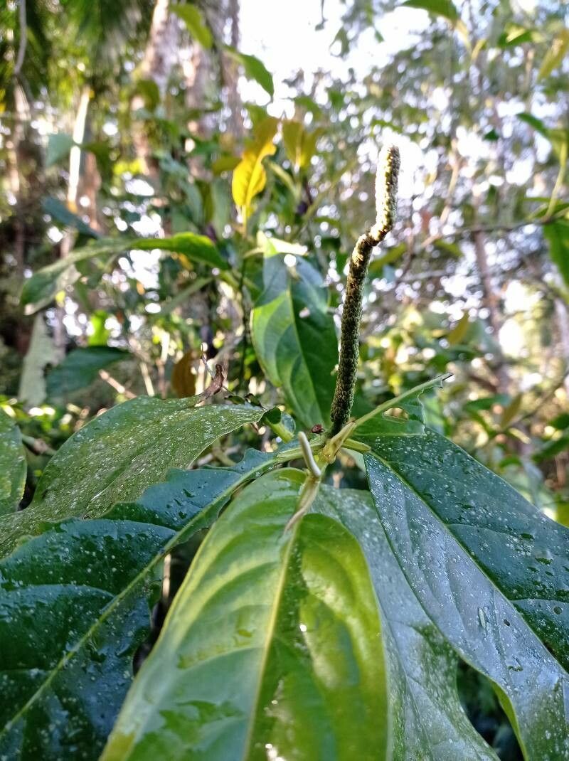 Piper longepetiolatum fruit