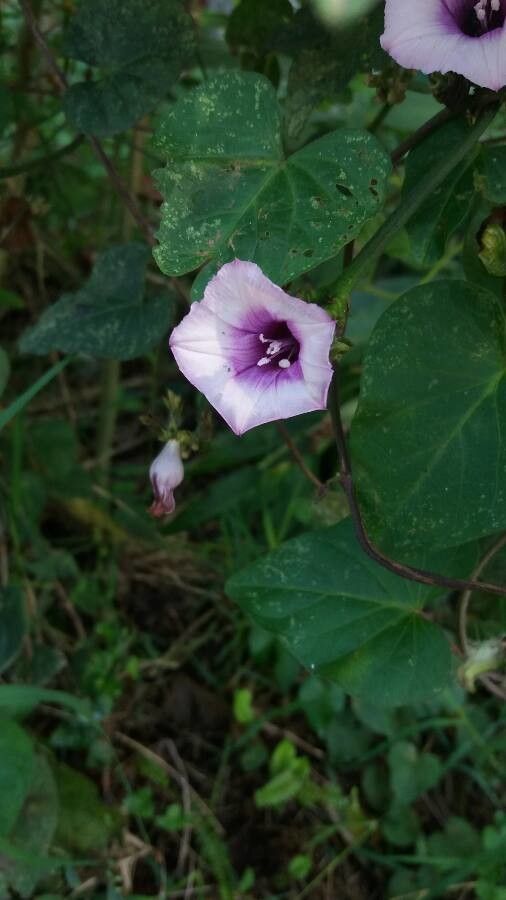 Ipomoea trifida flower
