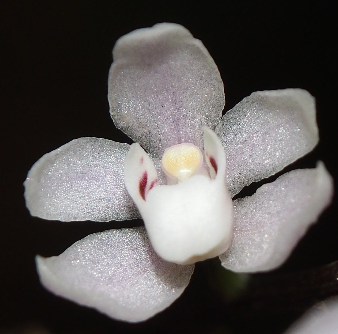 Sarcochilus rarus flower