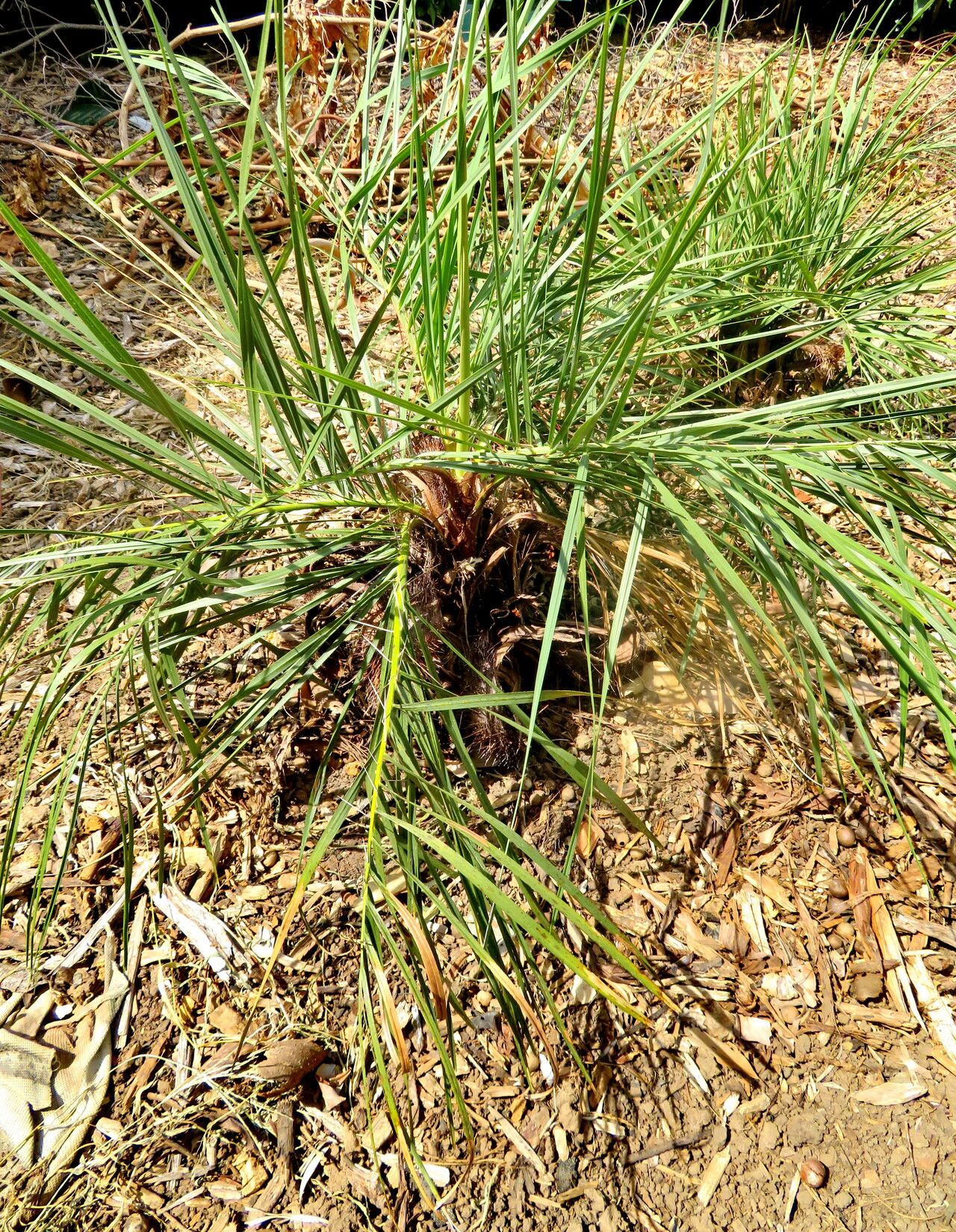 Acrocomia emensis habit