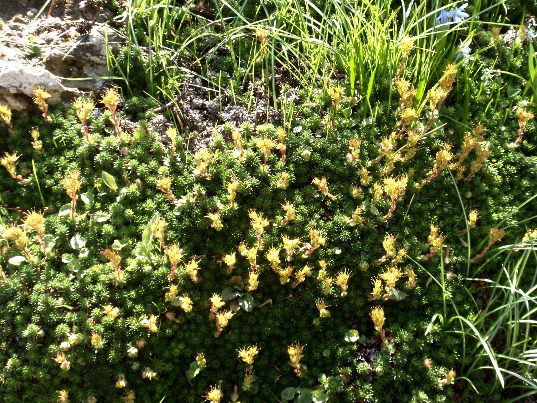 Saxifraga × elisabethiae habit