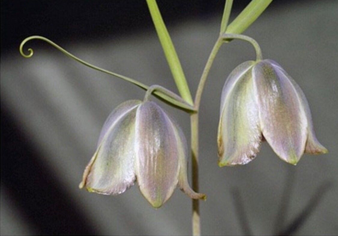 Fritillaria olgae — houseplant care guide