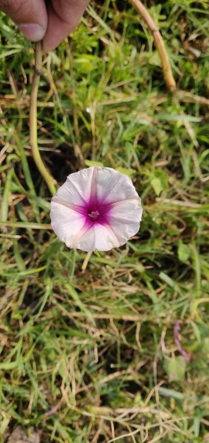 Ipomoea blepharophylla flower