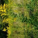 Solidago arguta