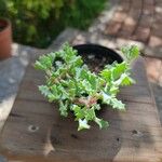 Lampranthus deltoides