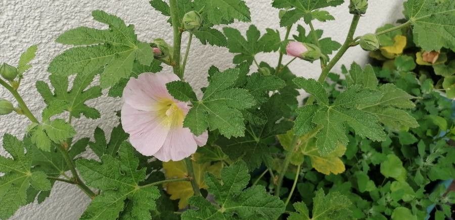 Alcea biennis flower