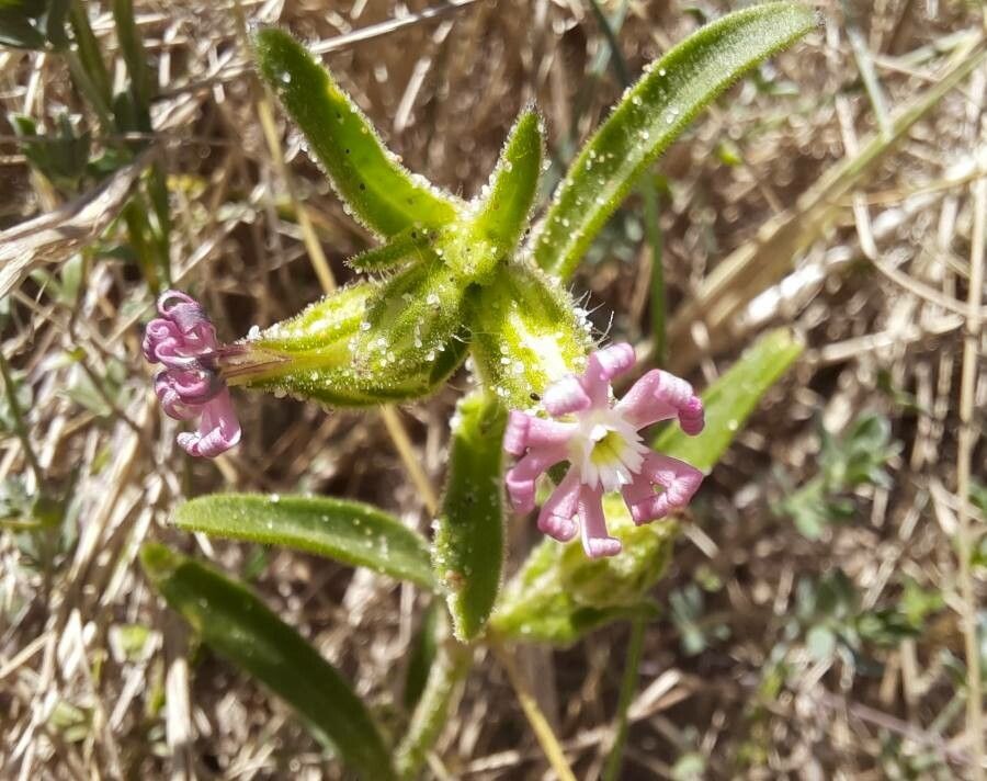 Silene ramosissima flower