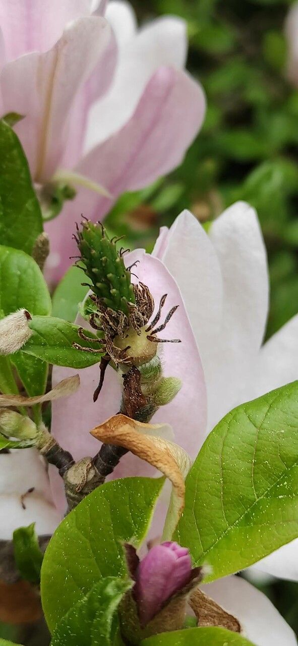 Magnolia × loebneri fruit