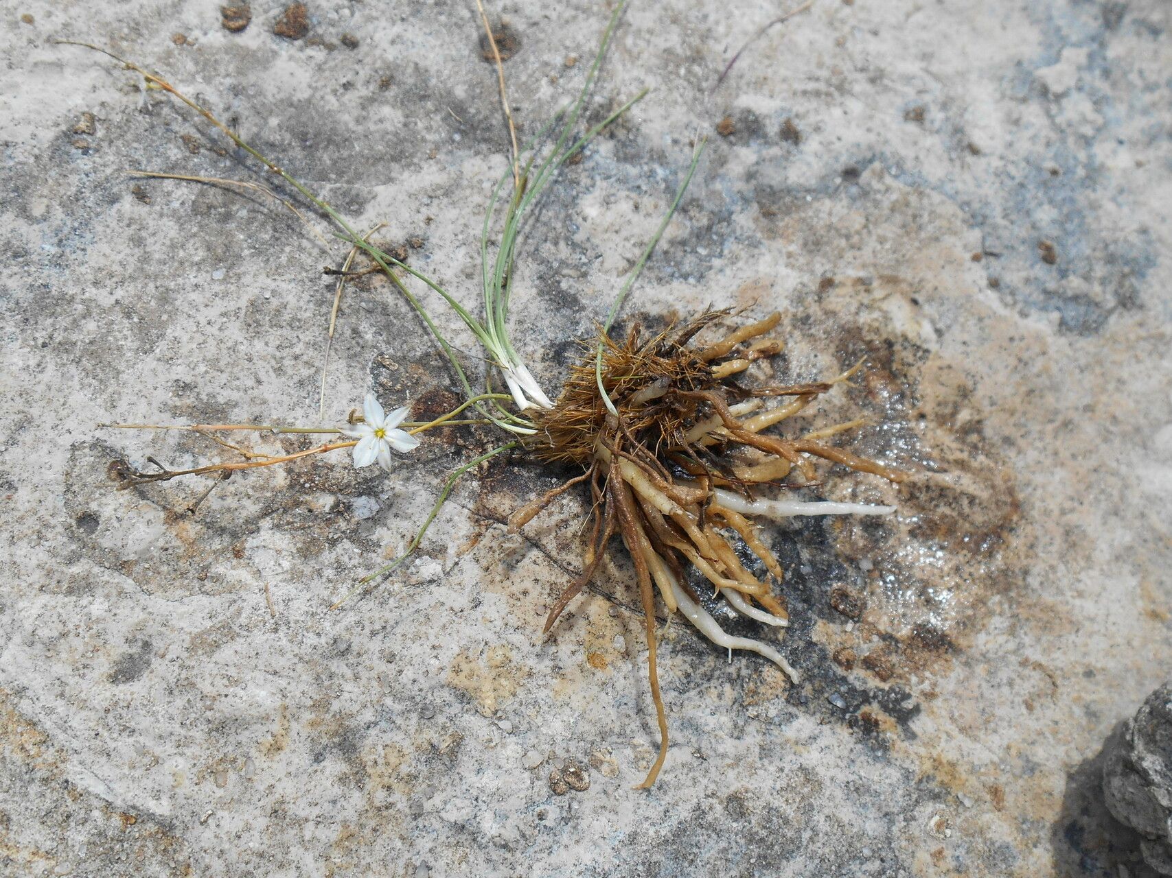 Chlorophytum calyptrocarpum habit