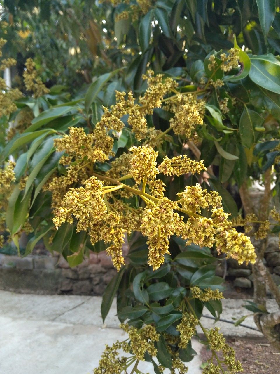 Litchi chinensis flower