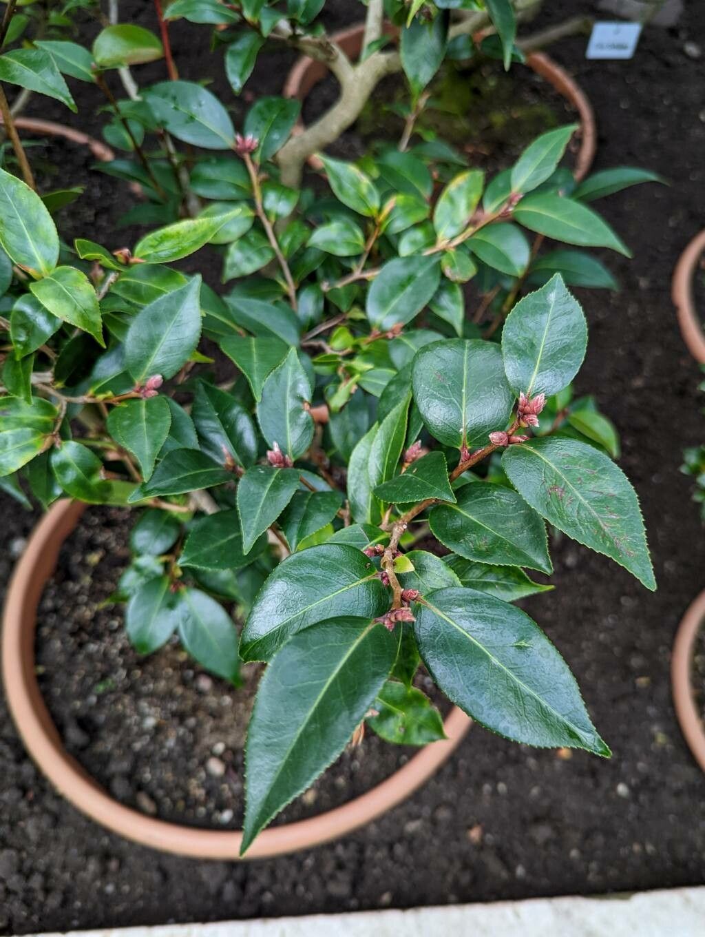 Camellia cuspidata — search result for 'Camellia'