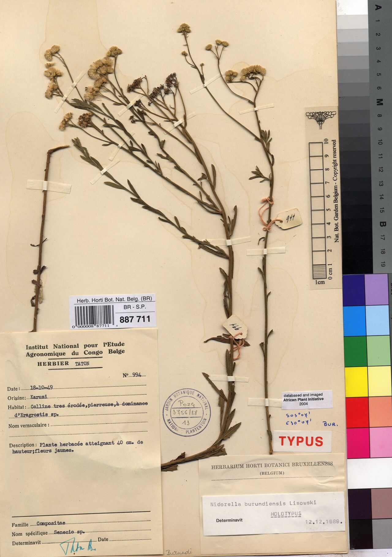 Nidorella burundiensis — houseplant care guide