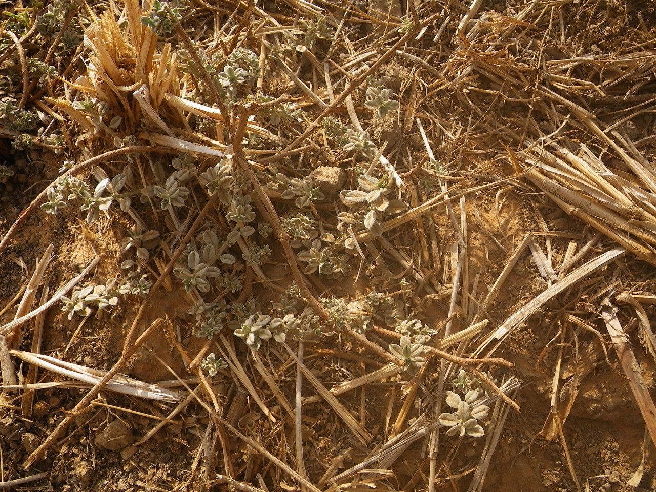 Euploca ovalifolia habit