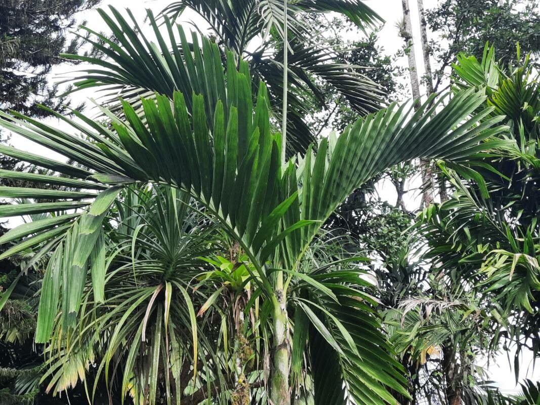 Ptychosperma salomonense — houseplant care guide