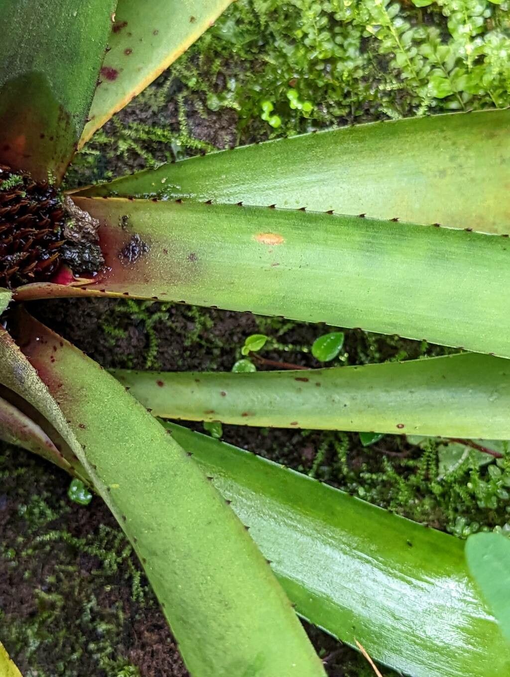 Neoregelia cyanea — houseplant care guide
