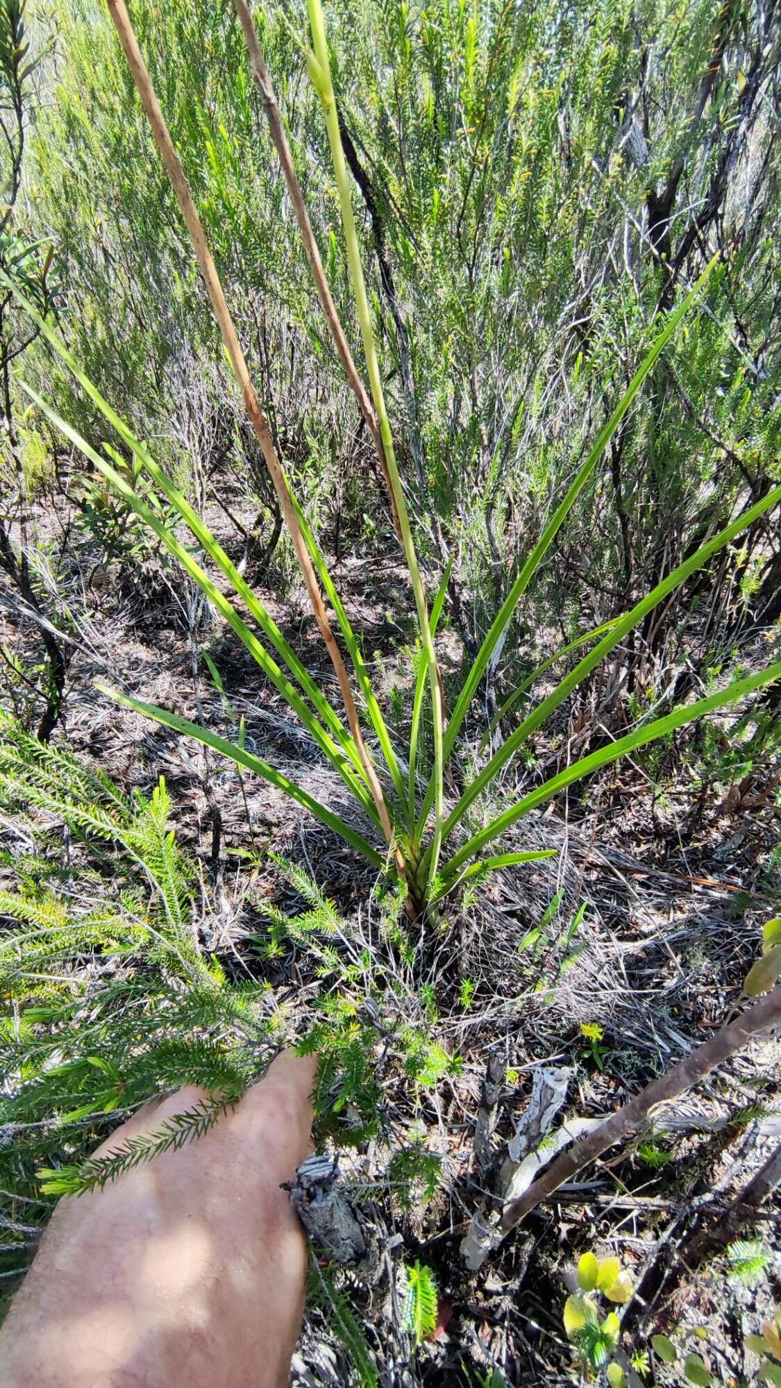 Eulophia flabellata — houseplant care guide