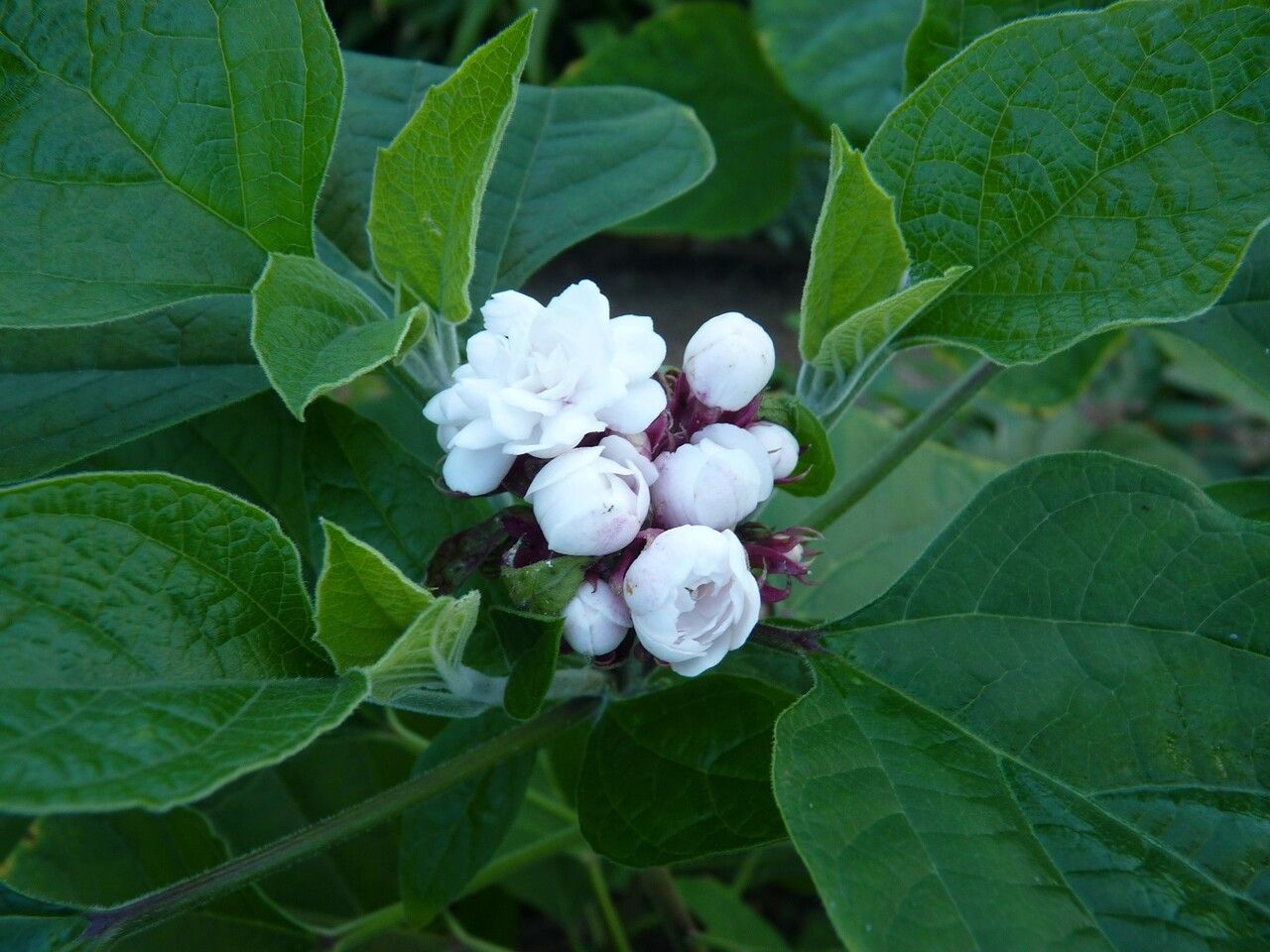 Clerodendrum chinense flower