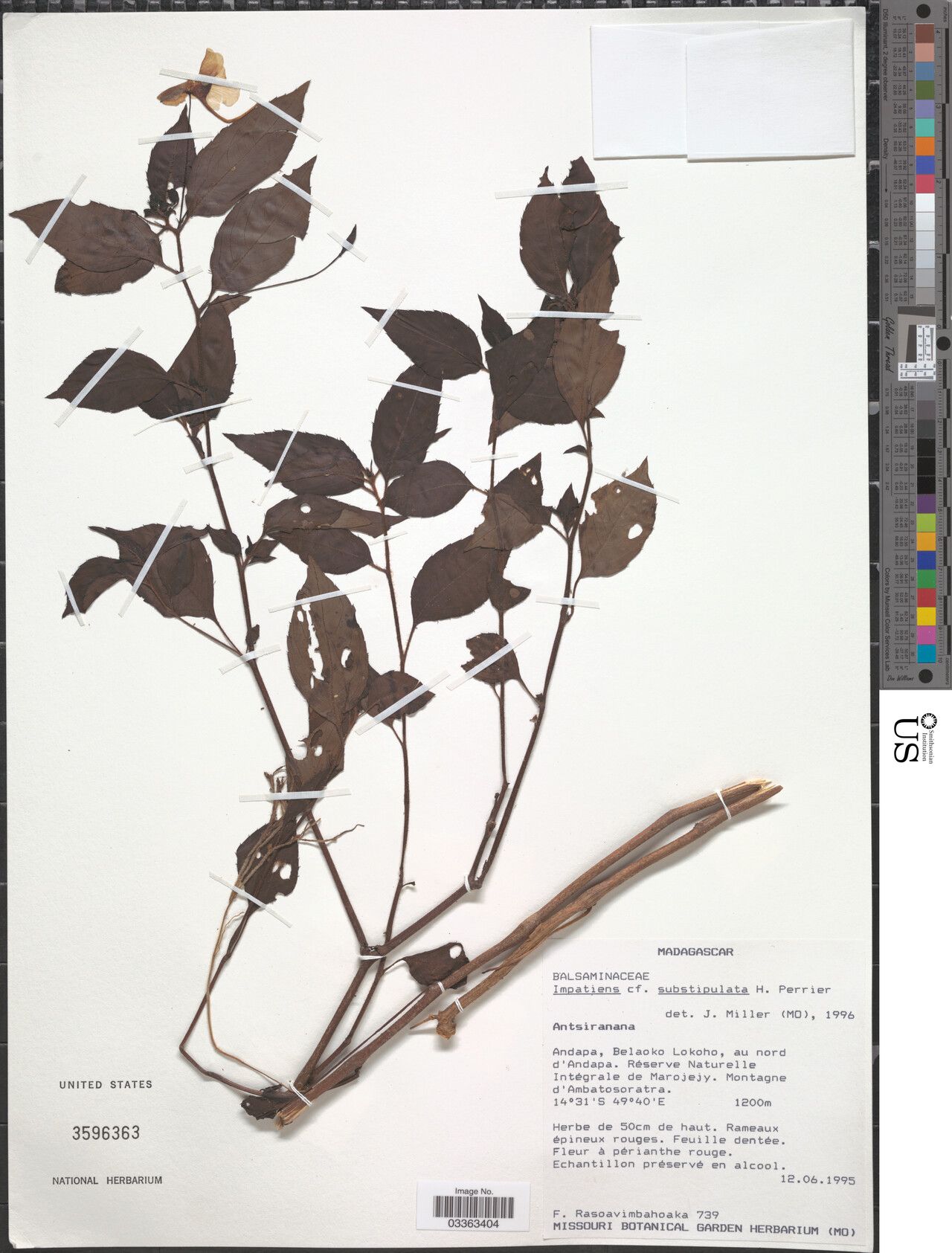 Impatiens substipulata — houseplant care guide