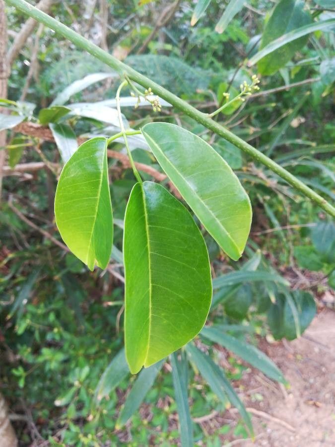 Derris trifoliata leaf