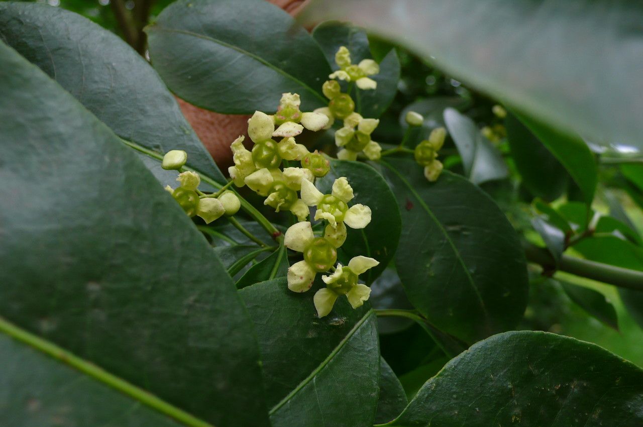 Euonymus carnosus flower