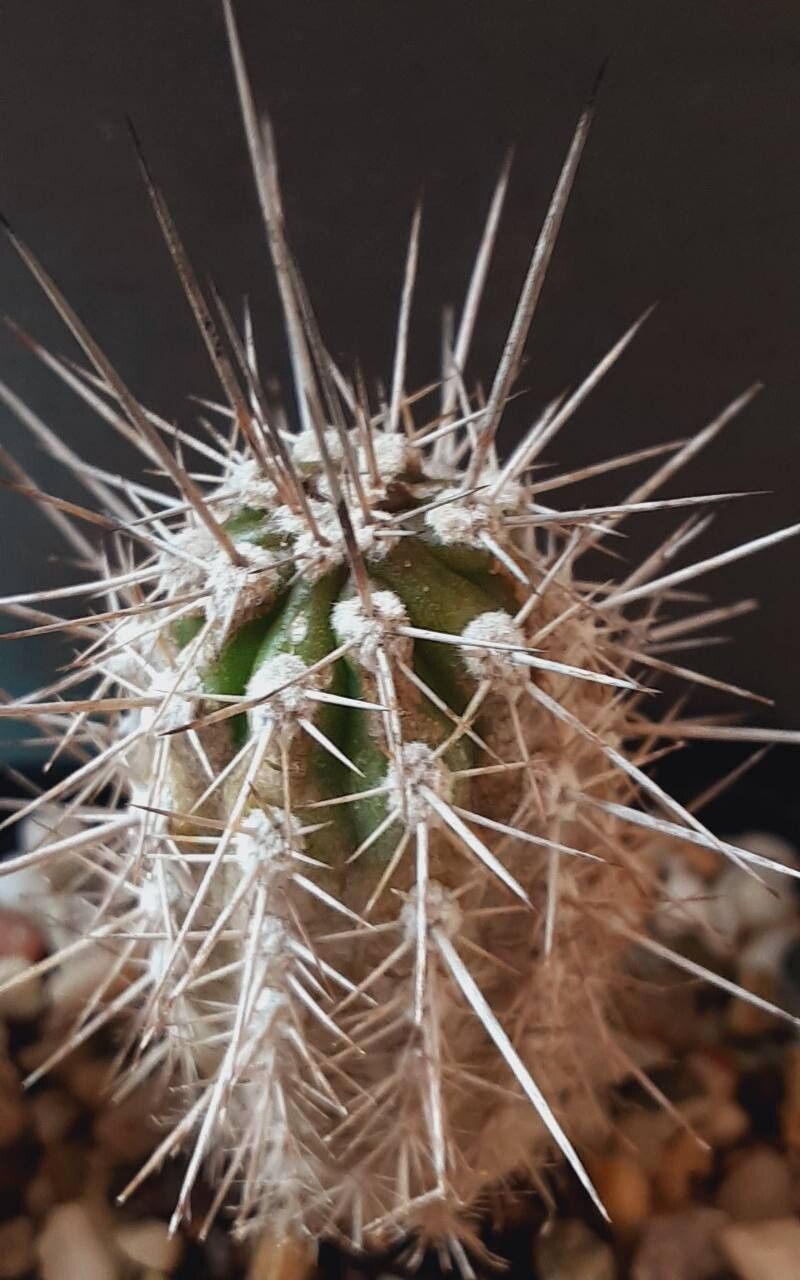 Eulychnia chorosensis other