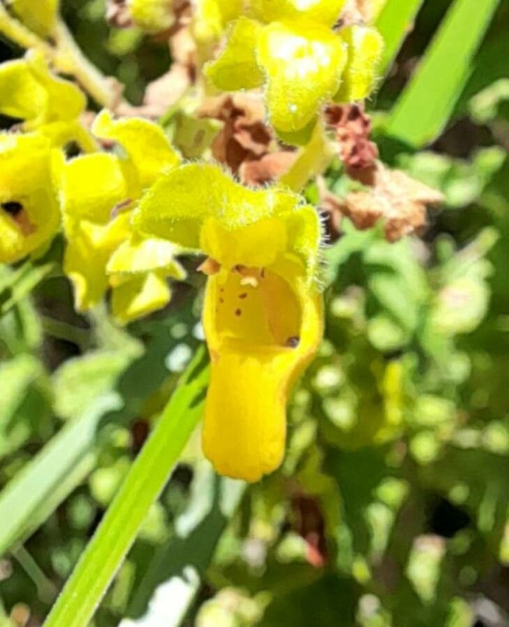 Calceolaria teucrioides flower