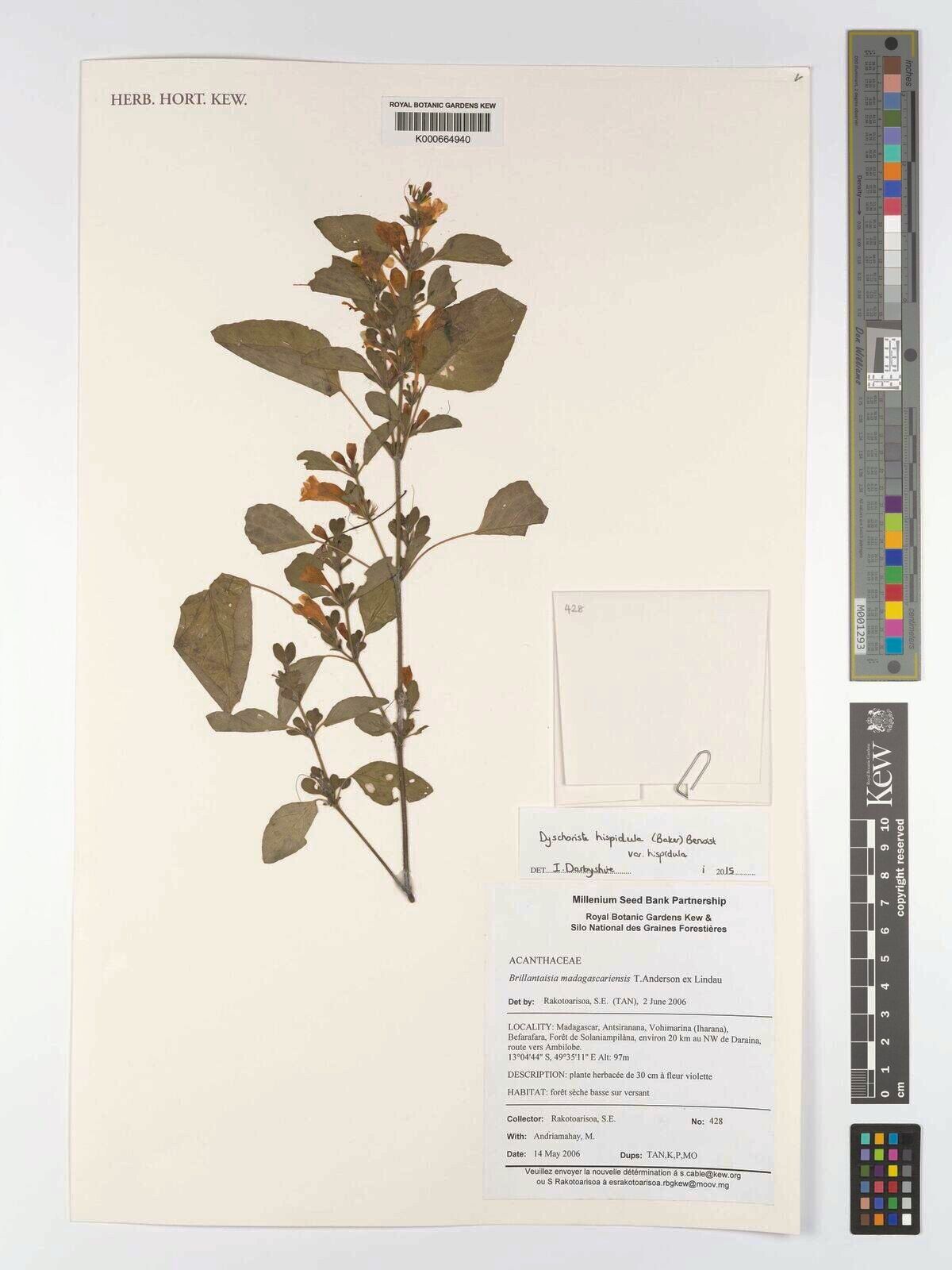 Dyschoriste hispidula — houseplant care guide