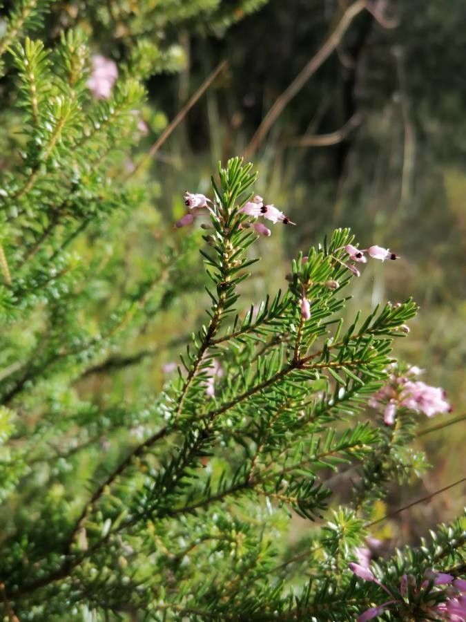 Erica multiflora — search result for 'Mediterranean Basin'