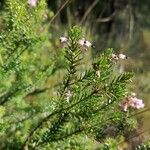 Erica multiflora