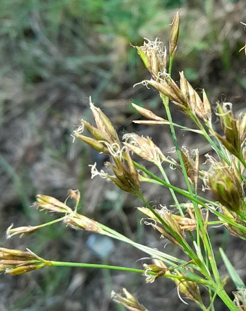 Rhynchospora corymbosa flower