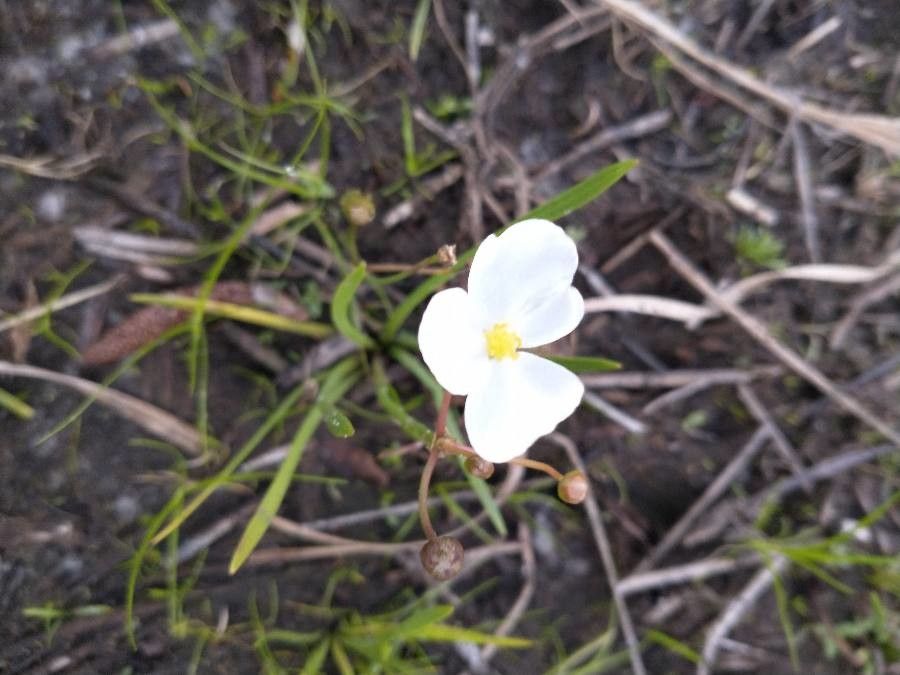 Sagittaria isoetiformis
