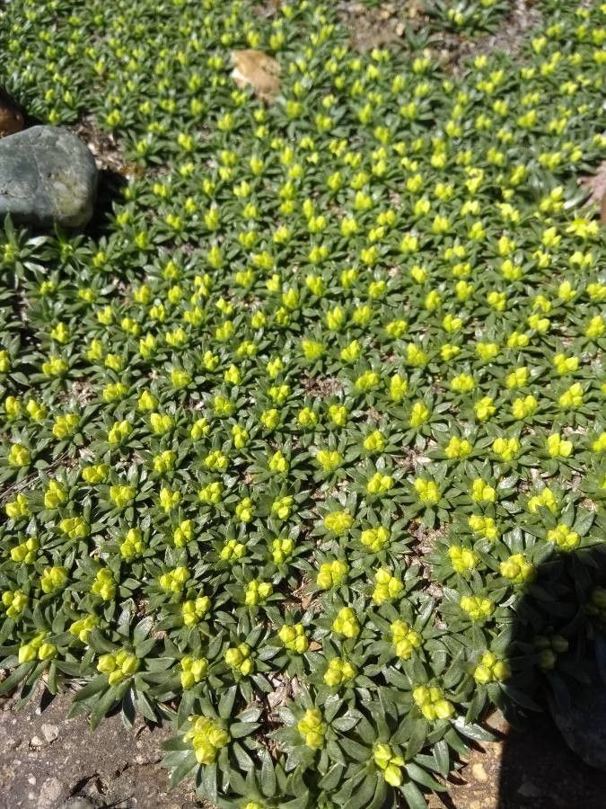 Azorella monantha flower