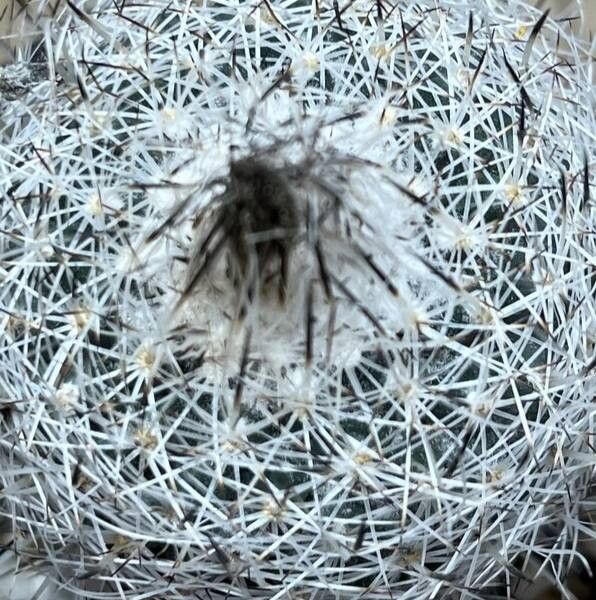 Rapicactus beguinii — related species from the same genus