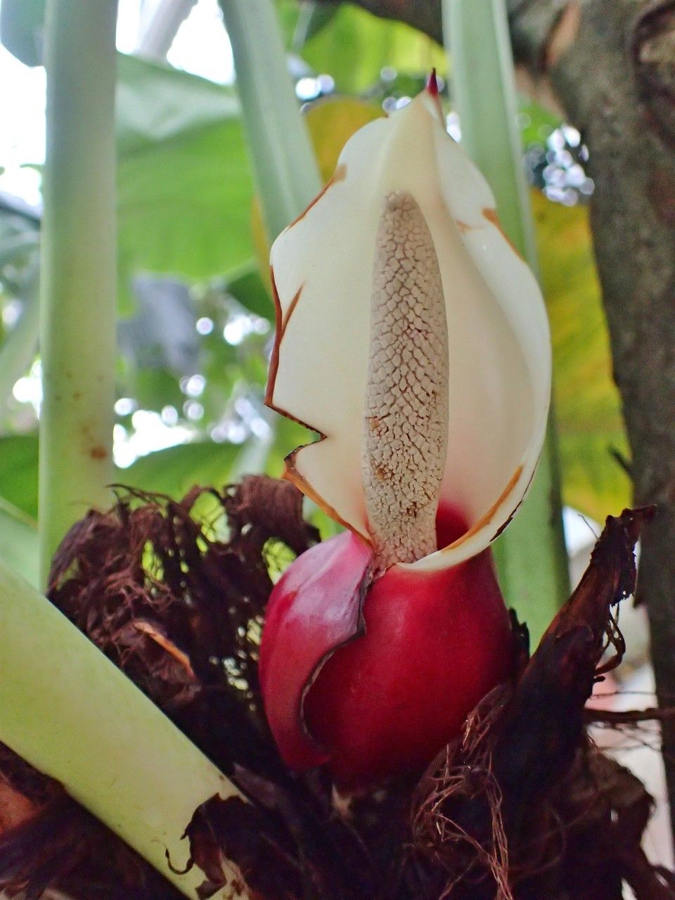 Philodendron fragrantissimum habit