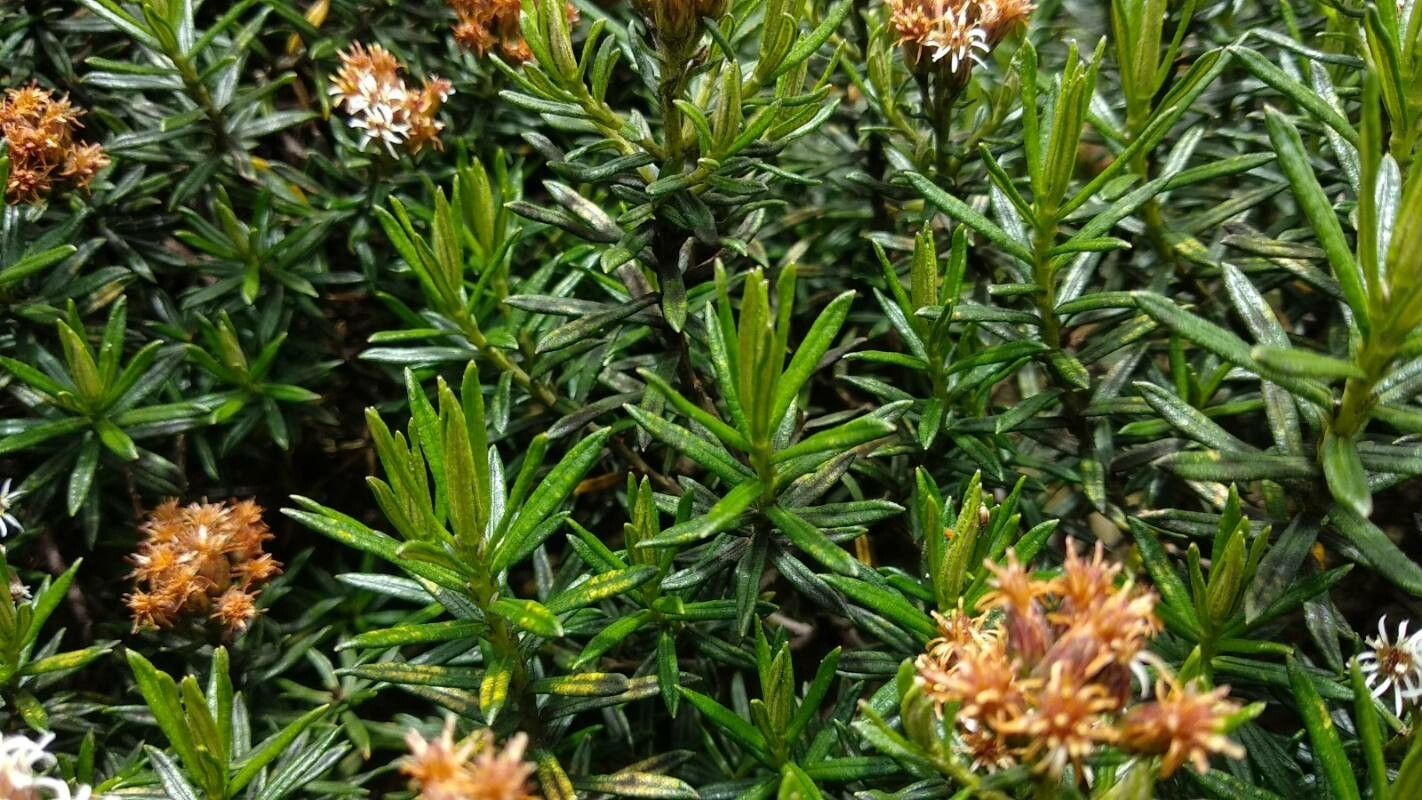 Diplostephium revolutum leaf