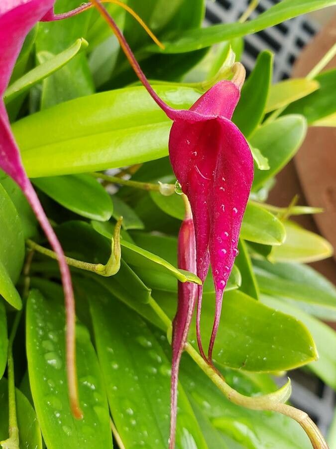 Masdevallia deceptrix flower
