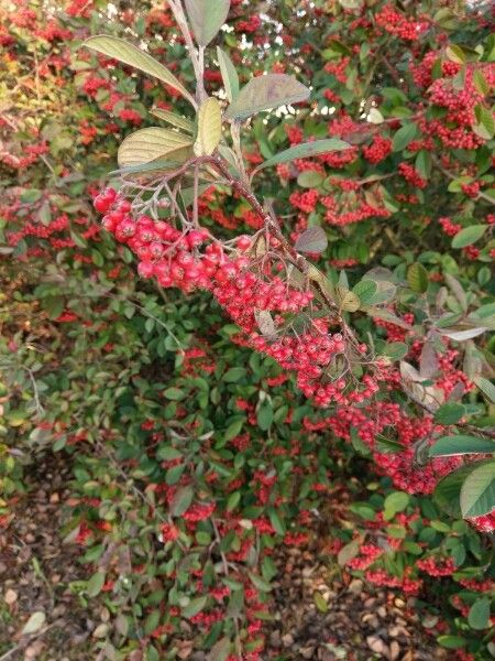 Cotoneaster cochleatus flower