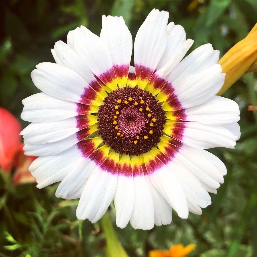 Ismelia carinata flower
