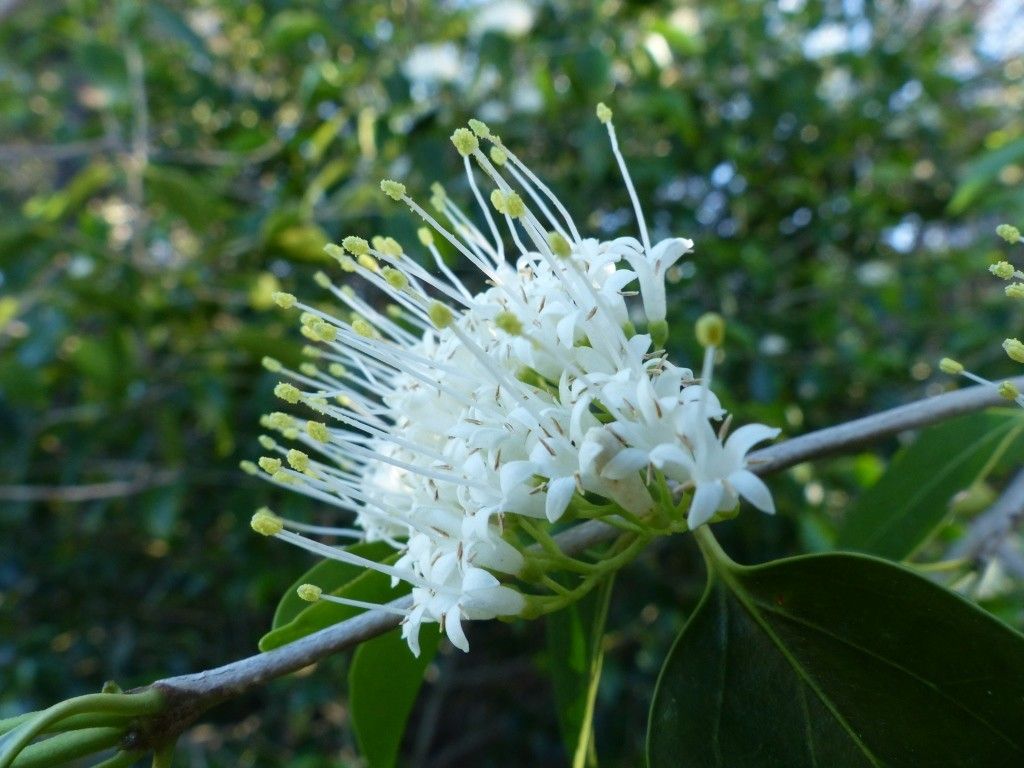 Psydrax paradoxus flower