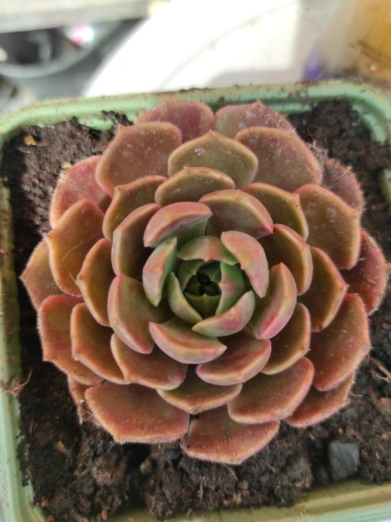 Echeveria hyalina — search result for 'Echeveria'