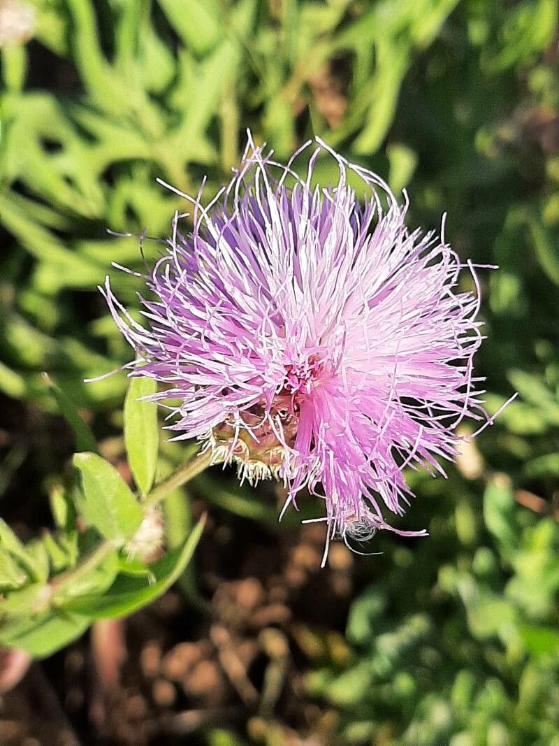 Cheirolophus uliginosus flower