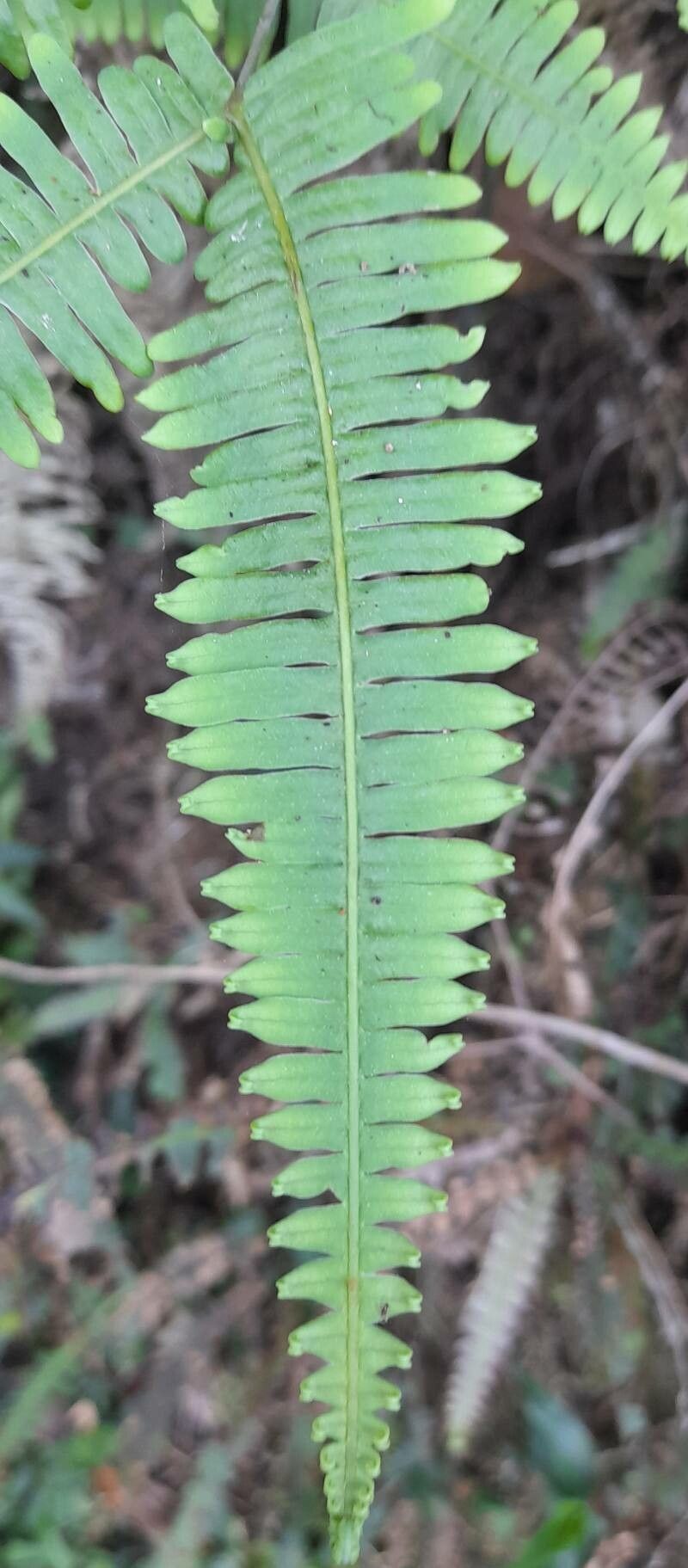 Dicranopteris flexuosa — related species from the same genus