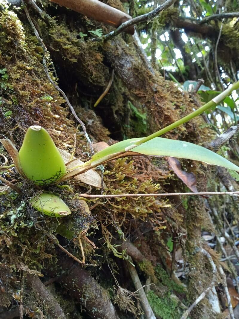 Oncidium ornithorhynchum leaf