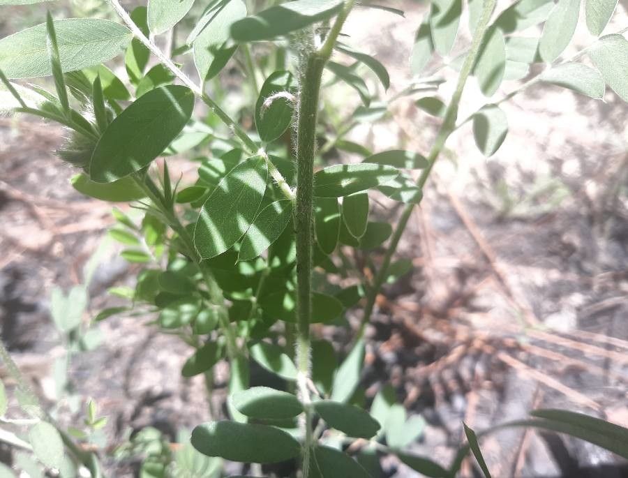 Tephrosia virginiana bark