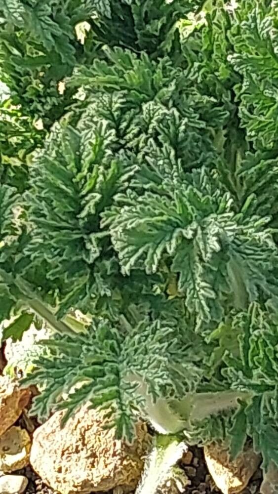 Phlomoides laciniata — related species from the same genus