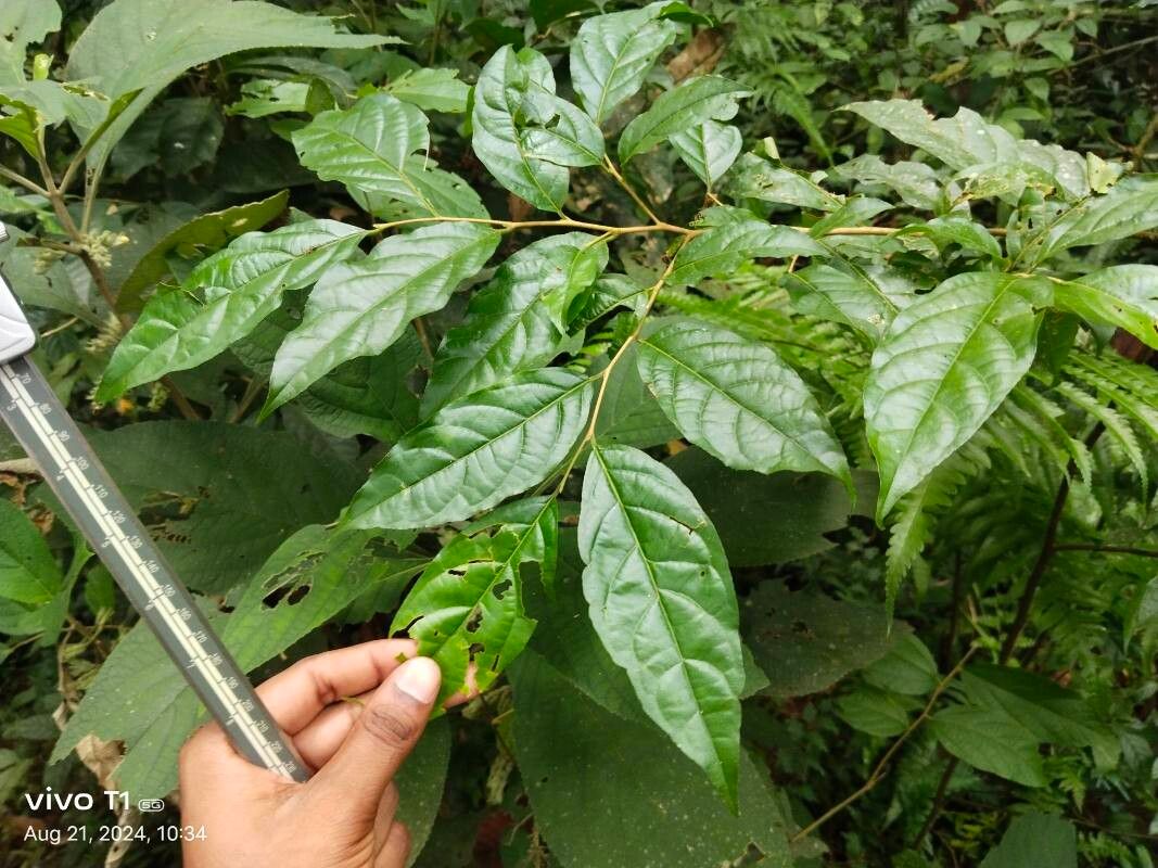 Styrax serrulatus — search result for 'Styrax'